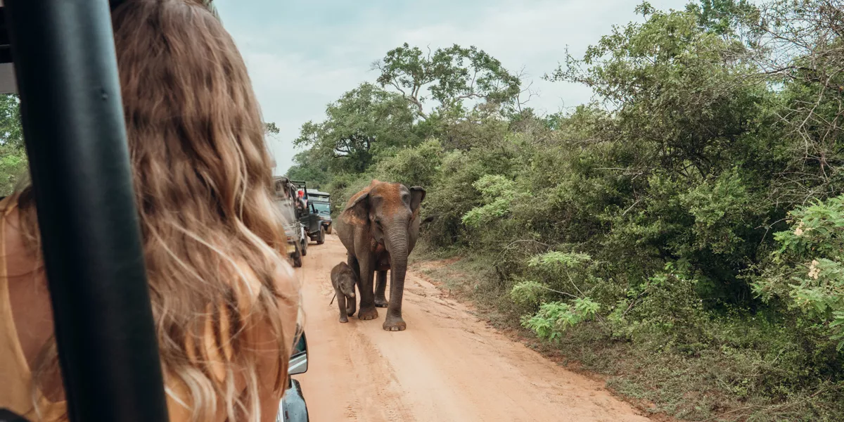 Elephant Walking India
