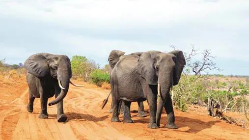 Elephants Africa