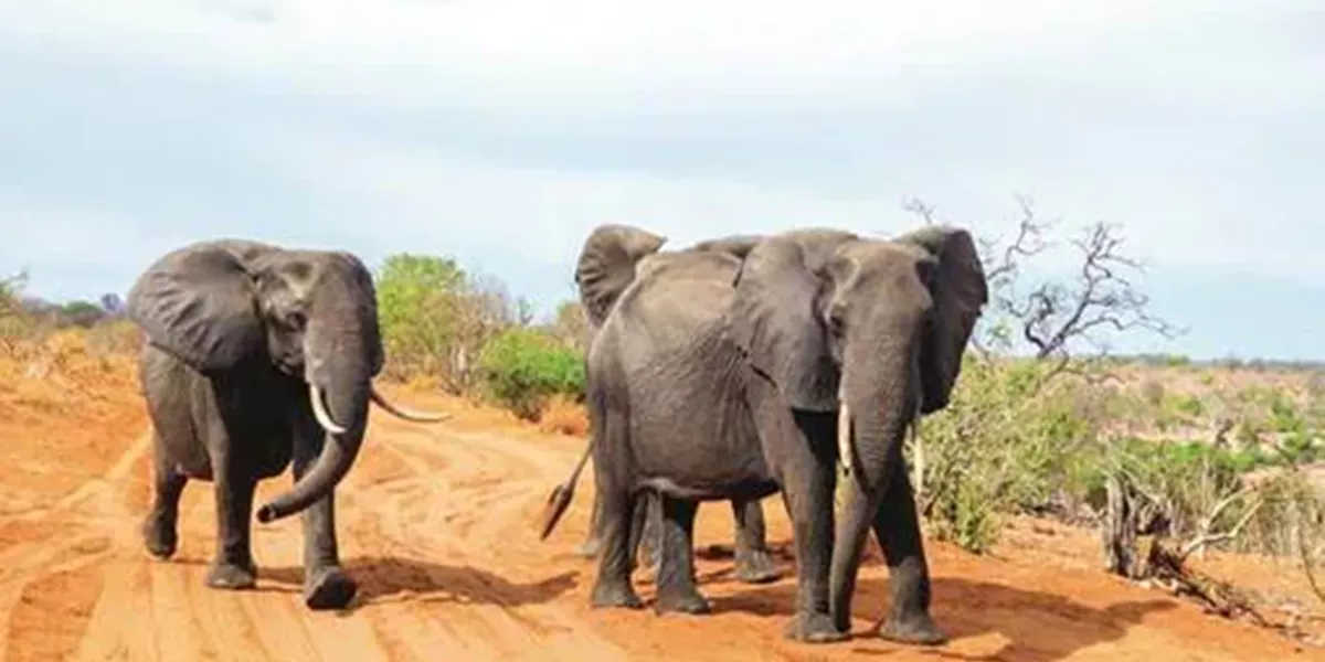 Elephants Africa