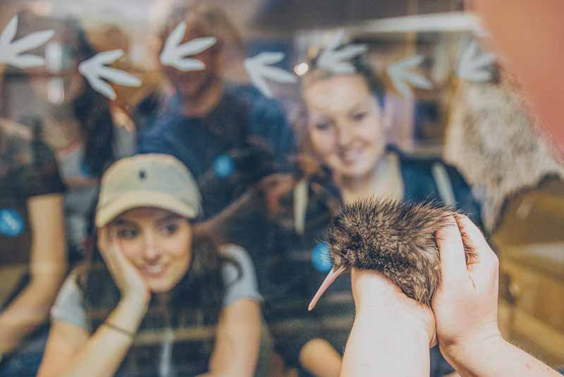  People admiring the kiwi bird