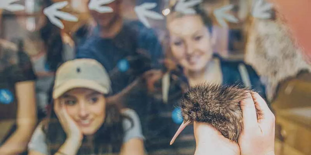 People admiring the kiwi bird
