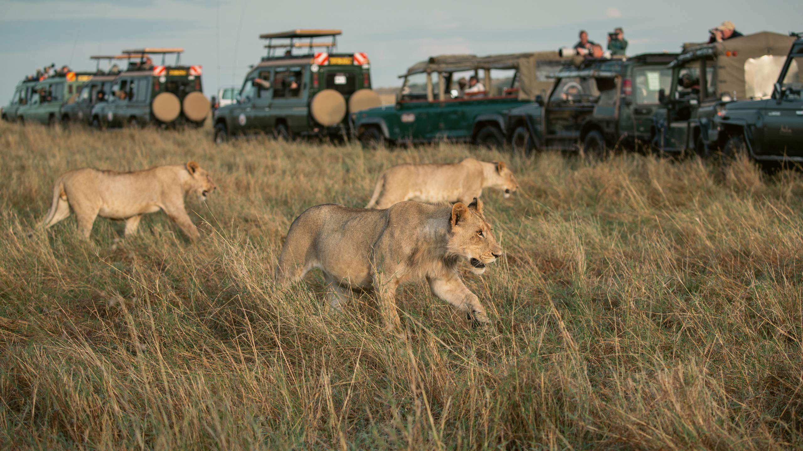 Kenya: Maasai Mara and Safari 35 to 45 Trip