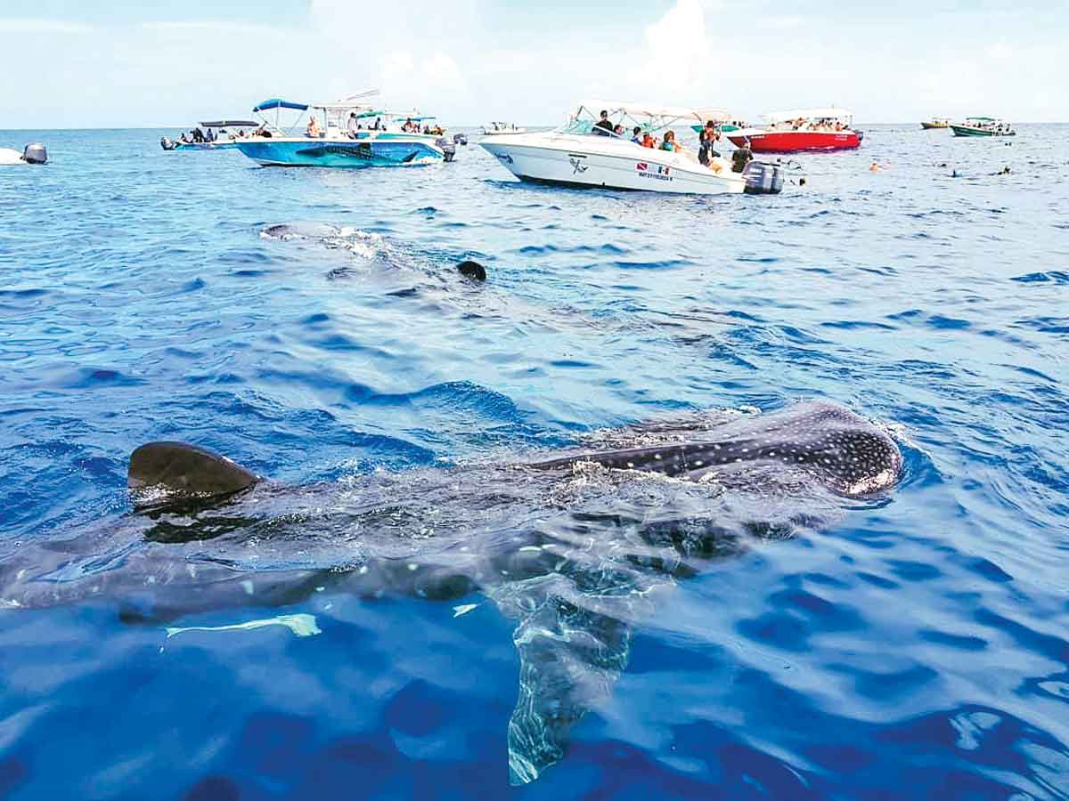 Whale Sharks In Mexico