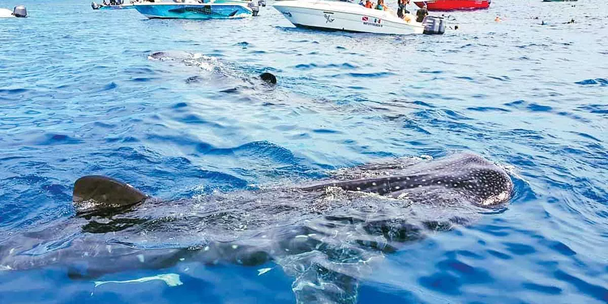 Whale Sharks In Mexico