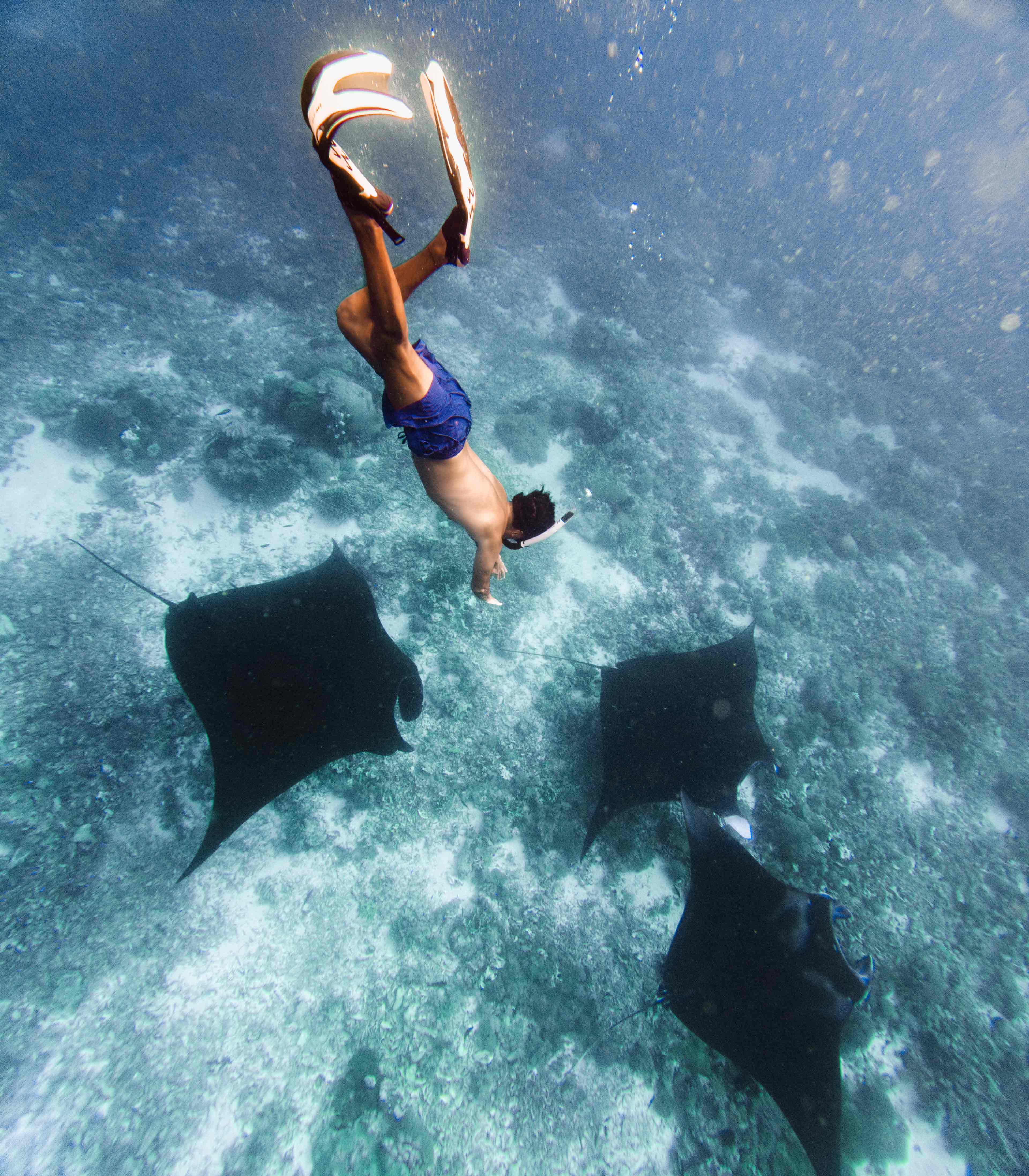 Swimming With Manta Rays Indonesia