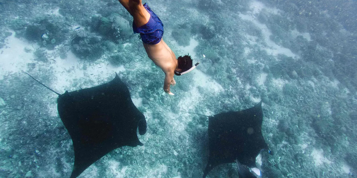Swimming With Manta Rays Indonesia