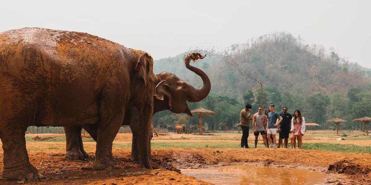 Elephants Playing In Mud Thailand