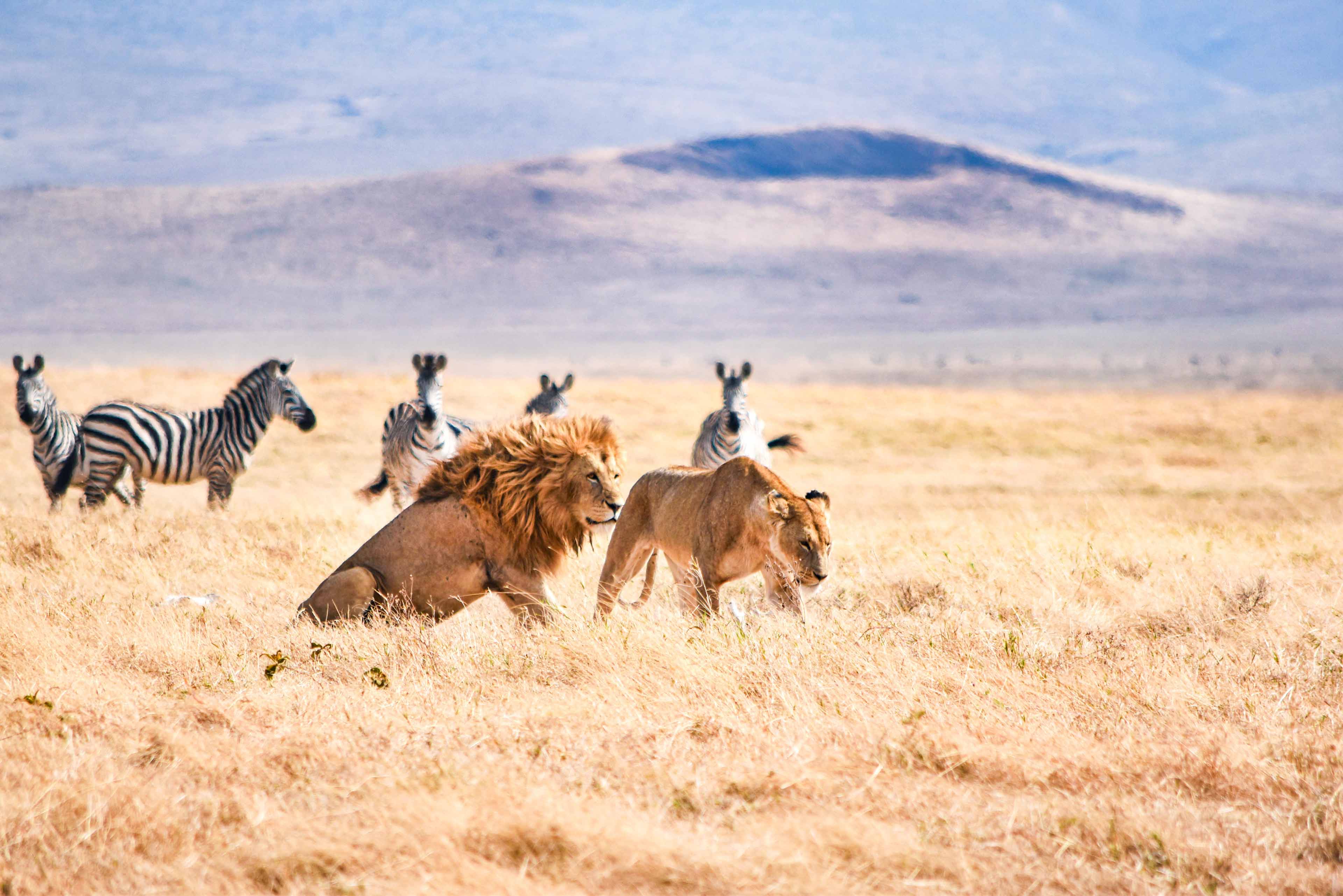 lion and zebra on safari tanzania