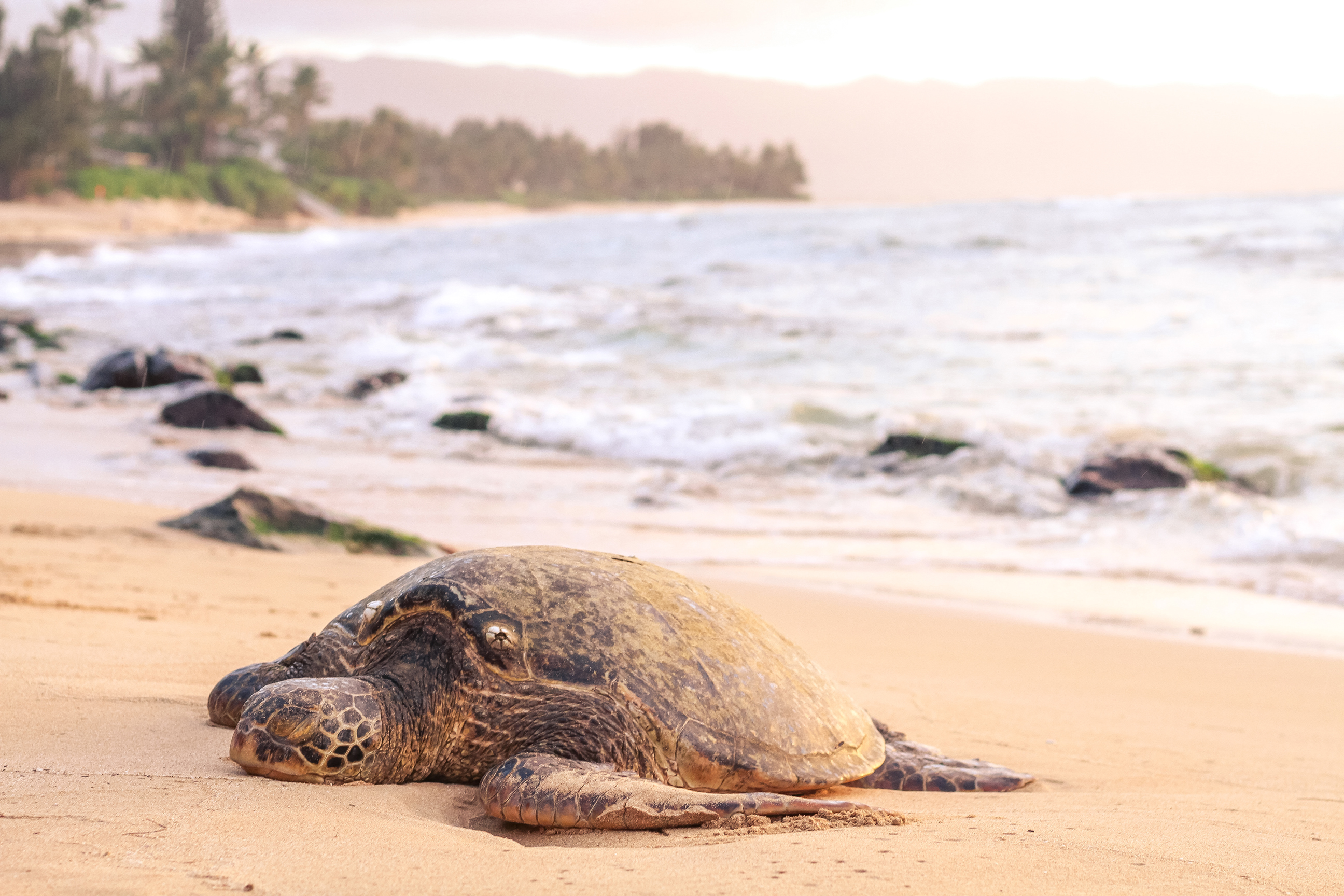 See turtles laying eggs on the beach MAKE TRAVEL MATTER® Experience