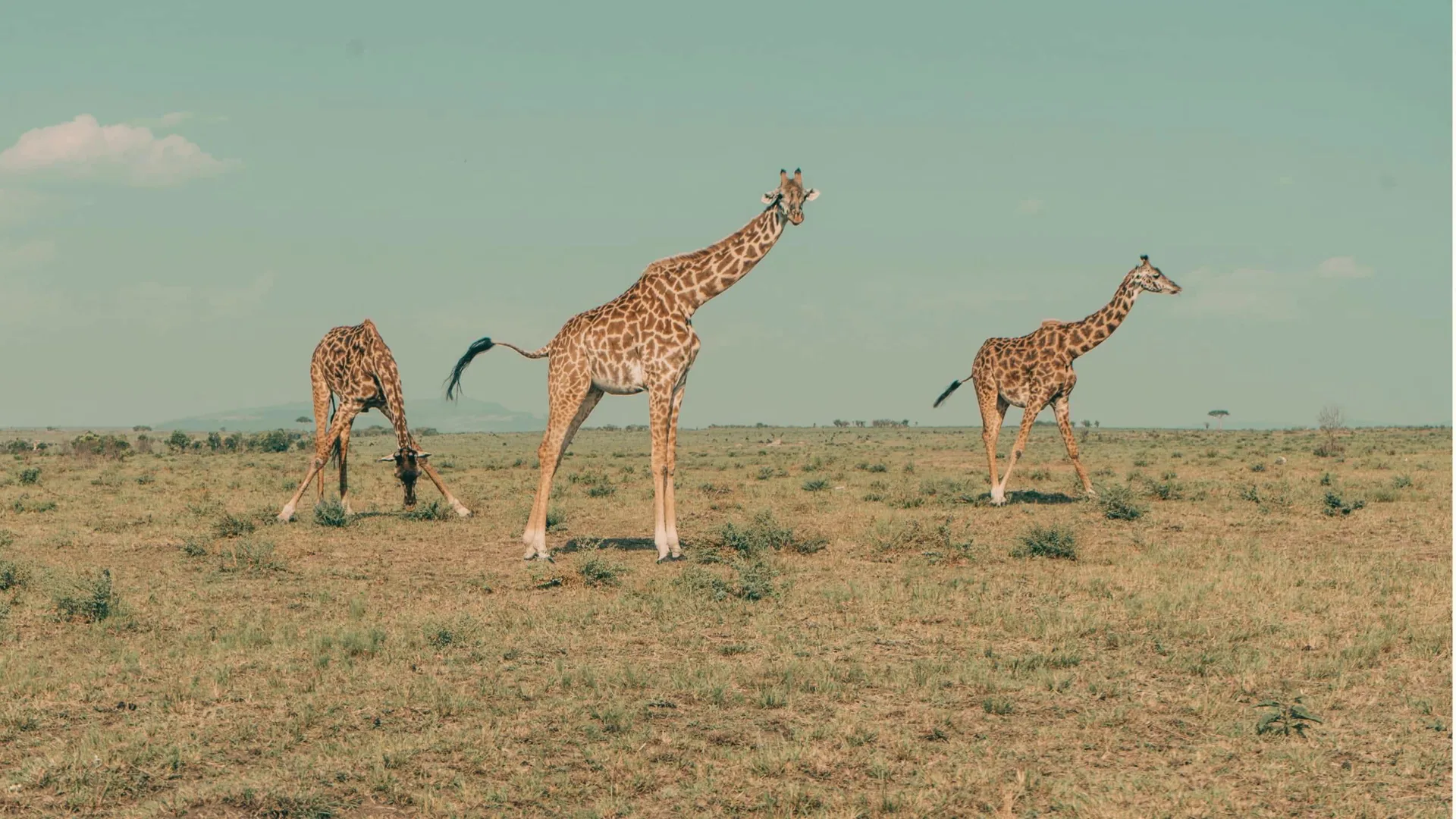 Three giraffes roaming across the open Kenyan savannah.