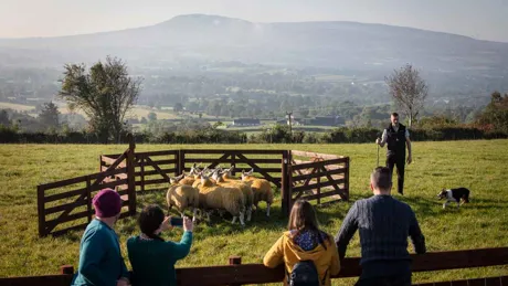Sheepdog Herding At Glenshane Country Farm