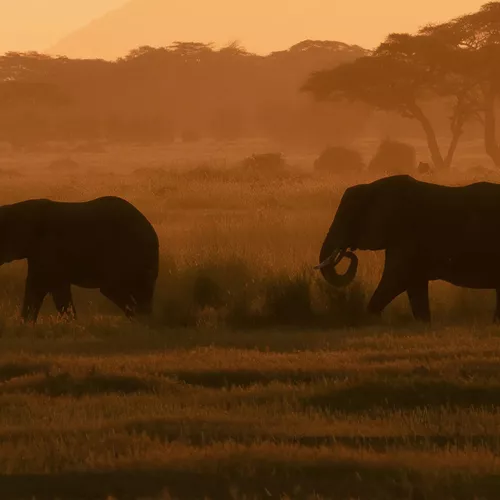 Best of Kenya and Tanzania 35 to 45 Trip