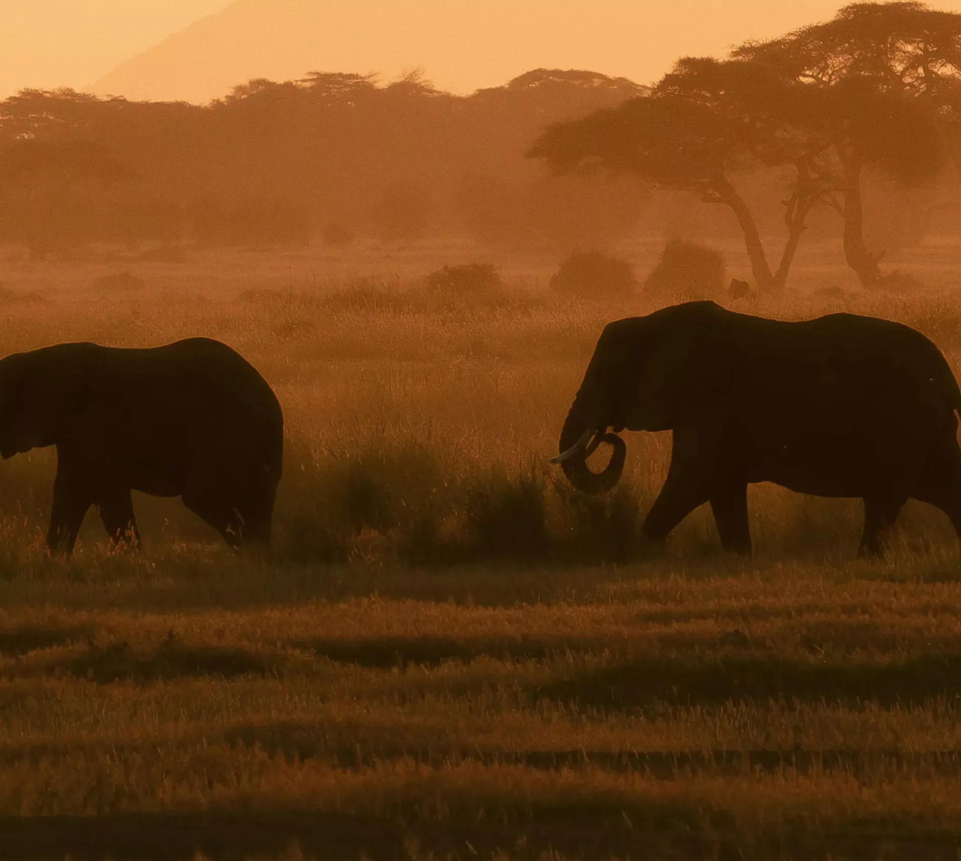 Best of Kenya and Tanzania 35 to 45 Trip