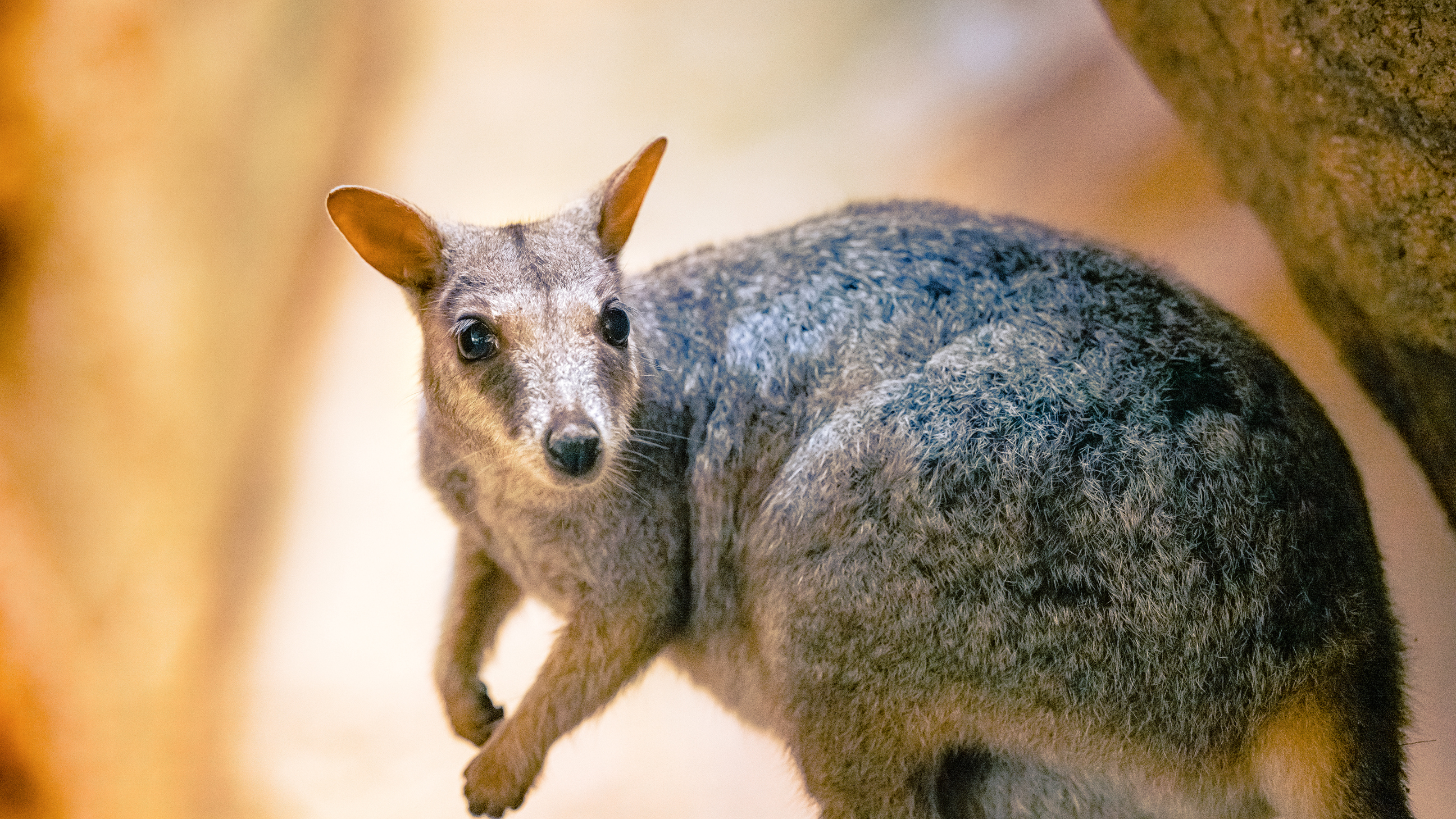 Spot Rock Wallabies at Dusk 