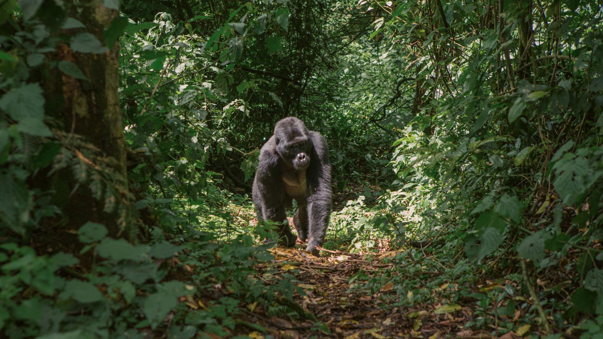 Uganda: Gorilla and Chimp Trekking 24 to 45 Trip