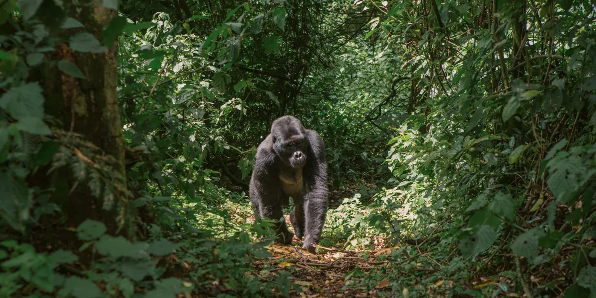 Uganda: Gorilla and Chimp Trekking 24 to 45 Trip