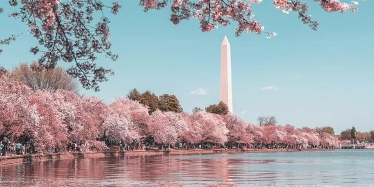 Contiki Destinations Usa Lake Cherry Blossom Washington Monument