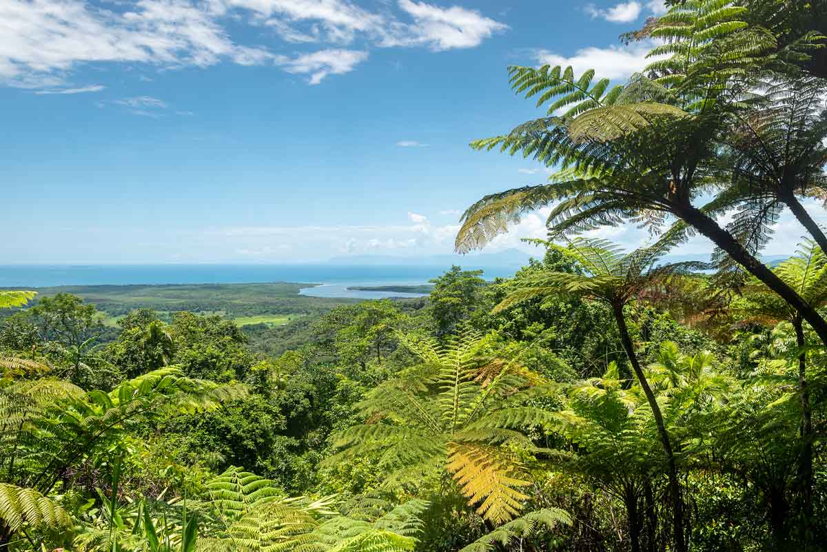 Daintree National Park Queensland Australia