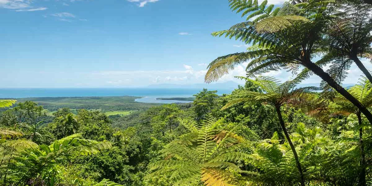 Daintree National Park Queensland Australia