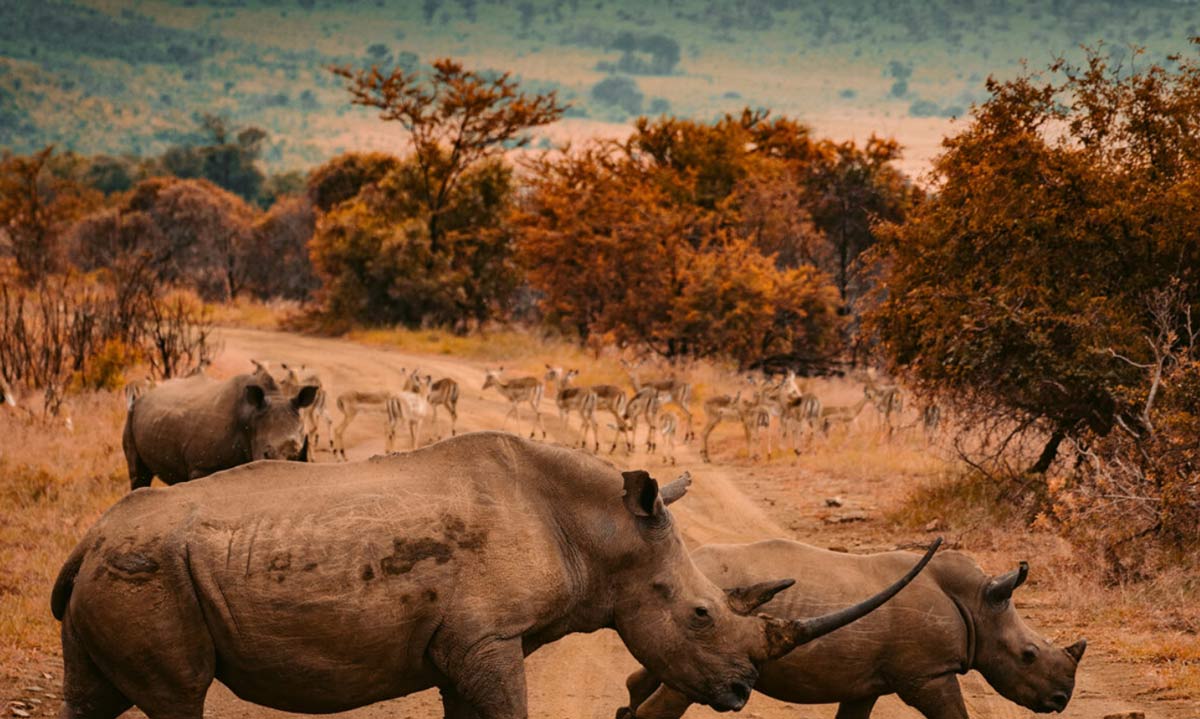 Rhinos Trees At The Back