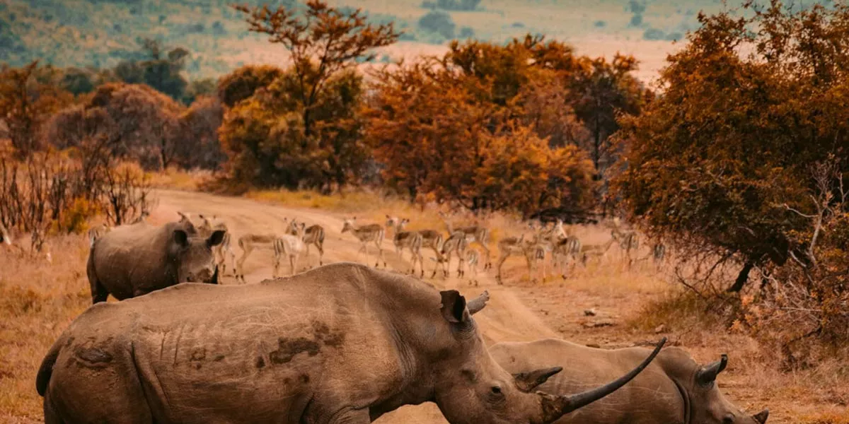 Rhinos Trees At The Back