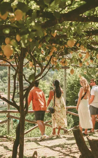Travellers walking beneath a lemon grove in Italy, during Contiki's Amalfi Coast & Sicily Tour