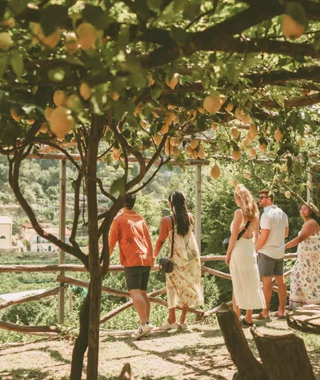 Travellers walking beneath a lemon grove in Italy, during Contiki's Amalfi Coast & Sicily Tour