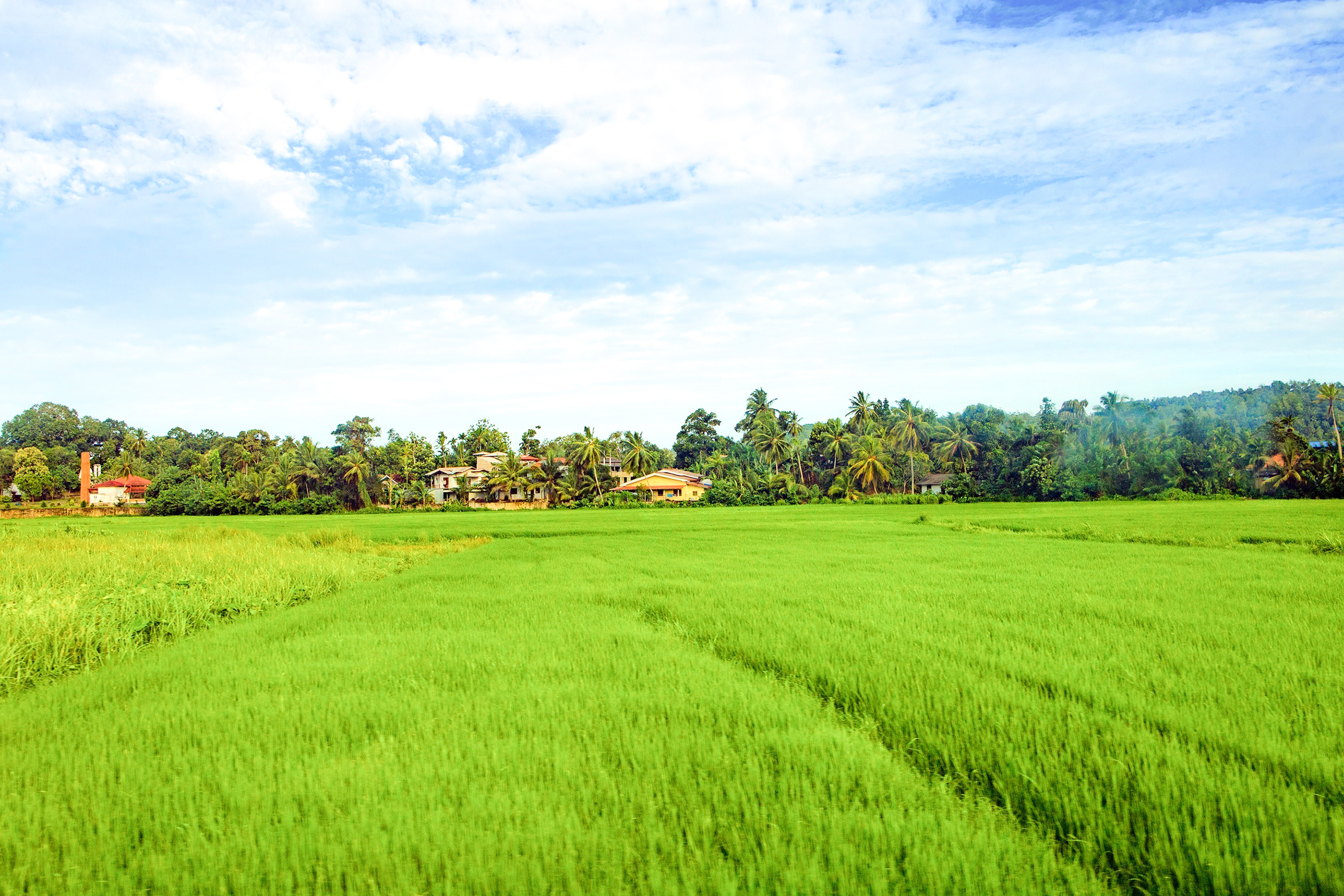 Hiriwadunna Local Village Visit 