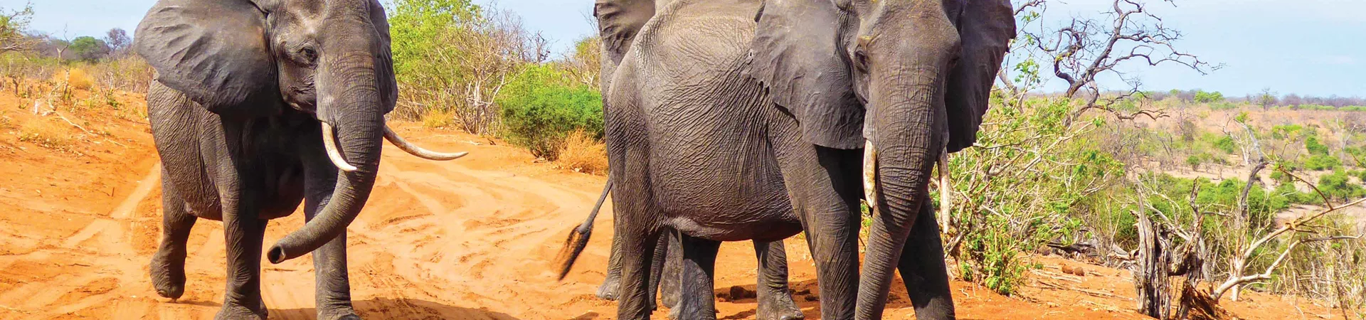 Elephants In The Wild Africa 0037AFRI2019