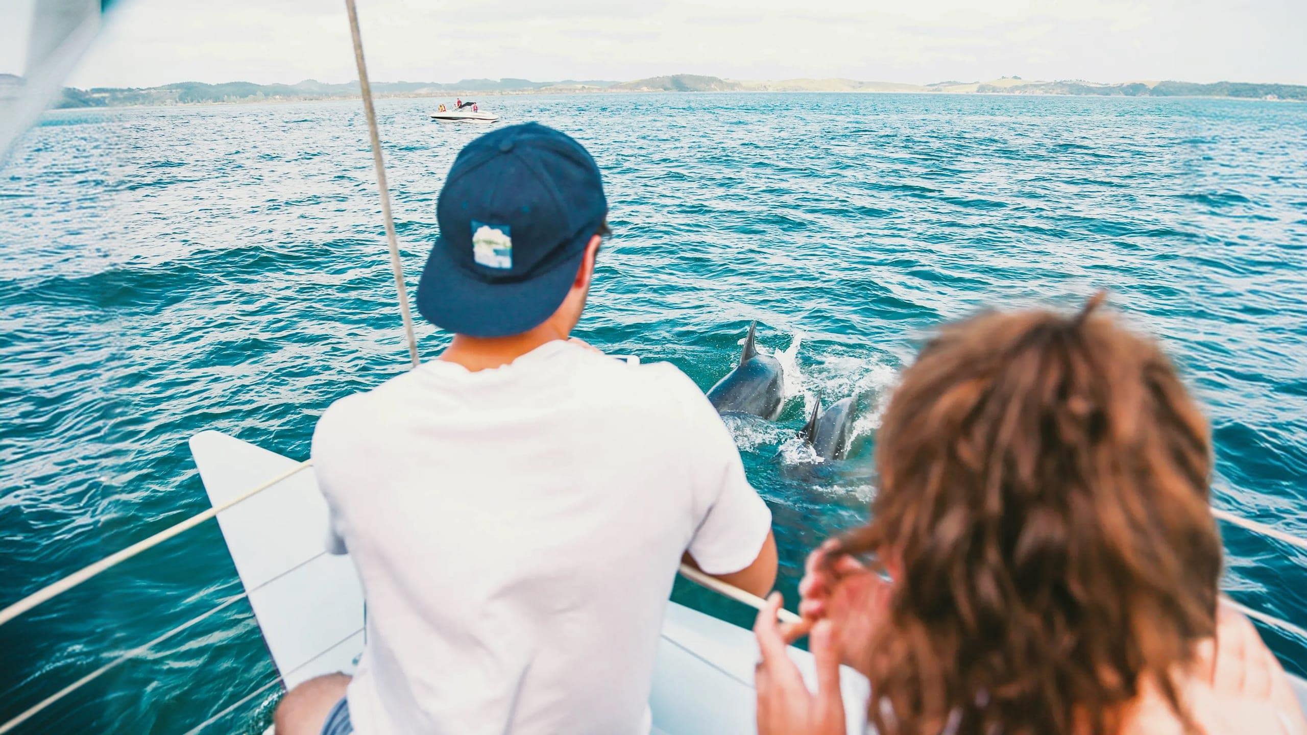 Dolphins swimming beside a boat in the Bay of Islands during Contiki's Bay of Islands & Rotorua Tour