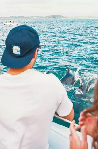 Dolphins swimming beside a boat in the Bay of Islands during Contiki's Bay of Islands & Rotorua Tour