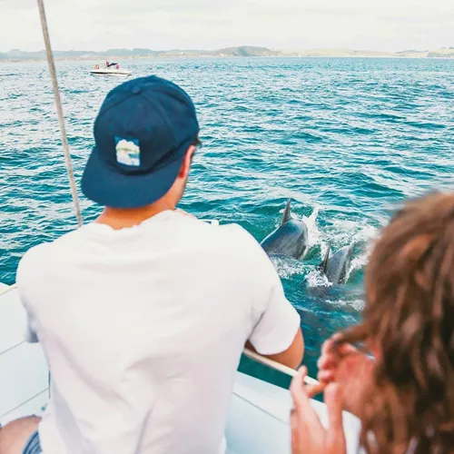 Dolphins swimming beside a boat in the Bay of Islands during Contiki's Bay of Islands & Rotorua Tour