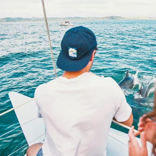 Dolphins swimming beside a boat in the Bay of Islands during Contiki's Bay of Islands & Rotorua Tour