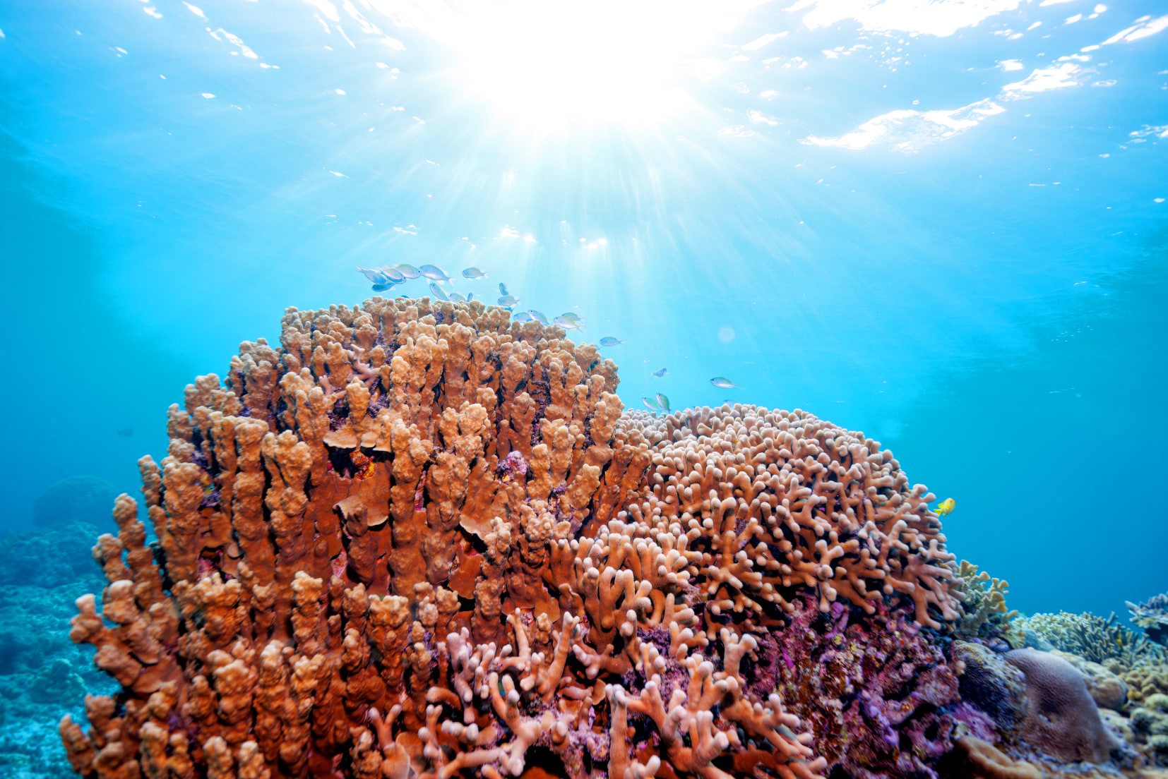 Enjoy a day trip to the Kerama Islands