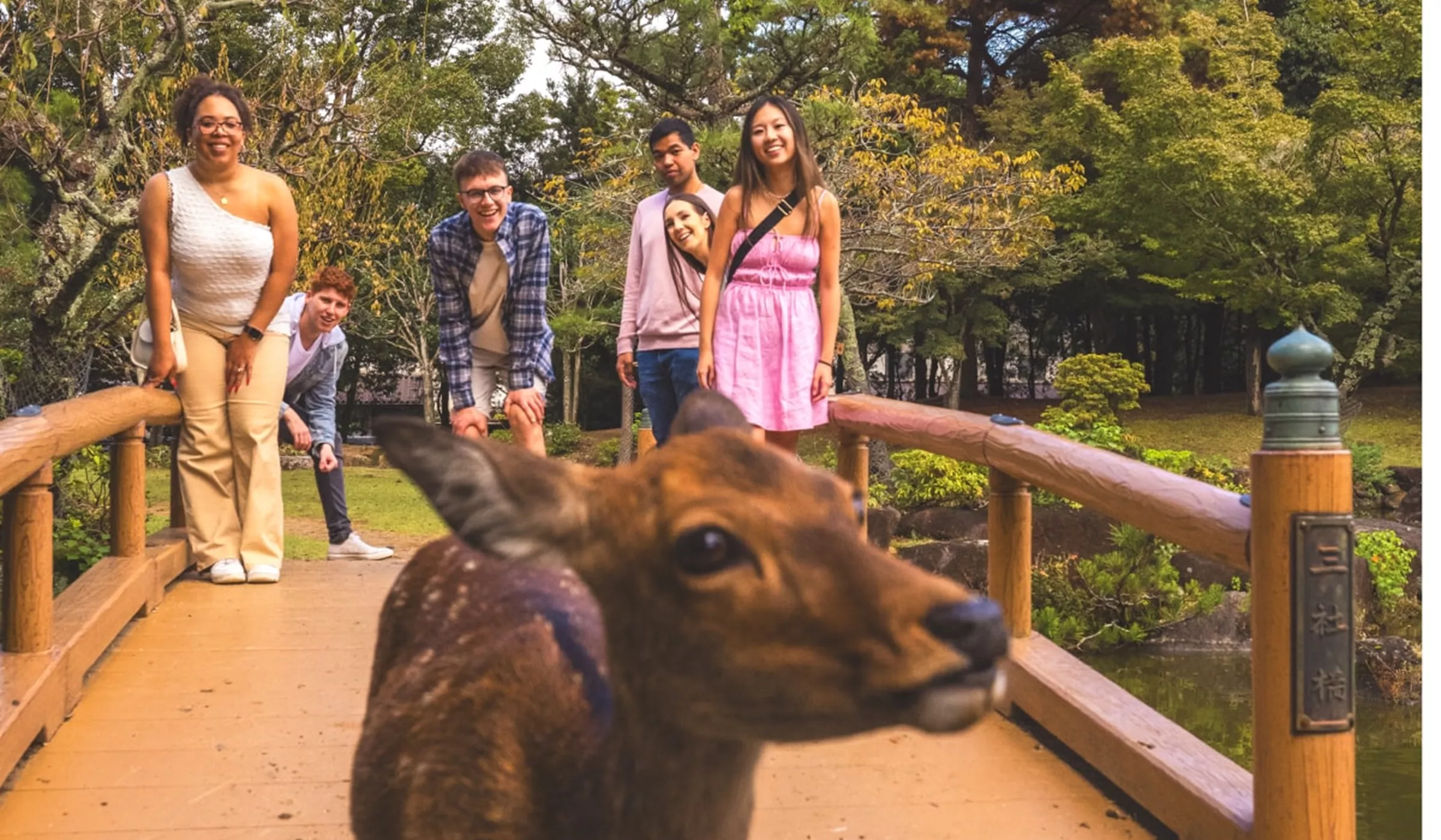 People standing on a bridge watching a deer in Miyajima Island, Hiroshima