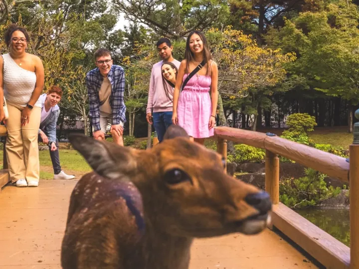 People standing on a bridge watching a deer in Miyajima Island, Hiroshima