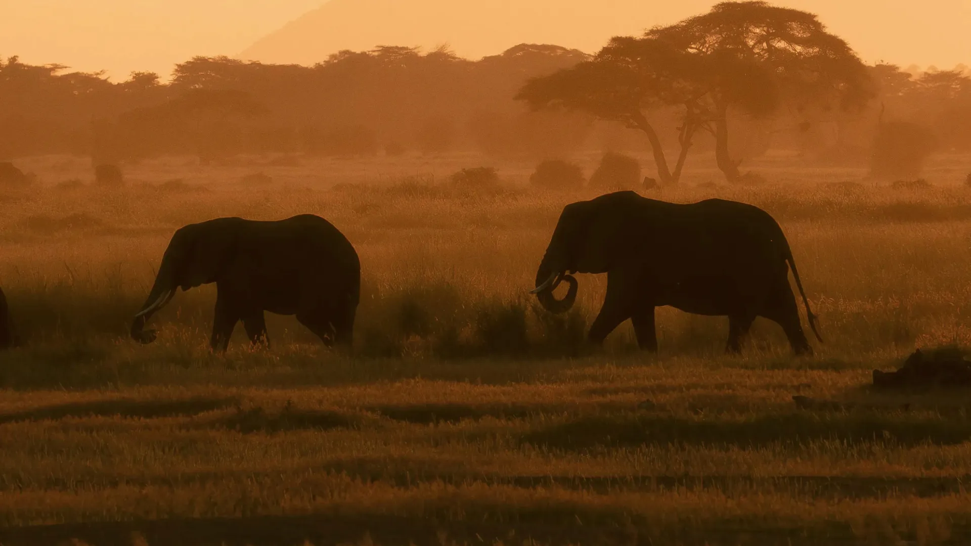 Two elephants walk across the golden plains of Kenya at sunrise, silhouetted against the warm morning light with acacia trees and Mount Kilimanjaro in the background.