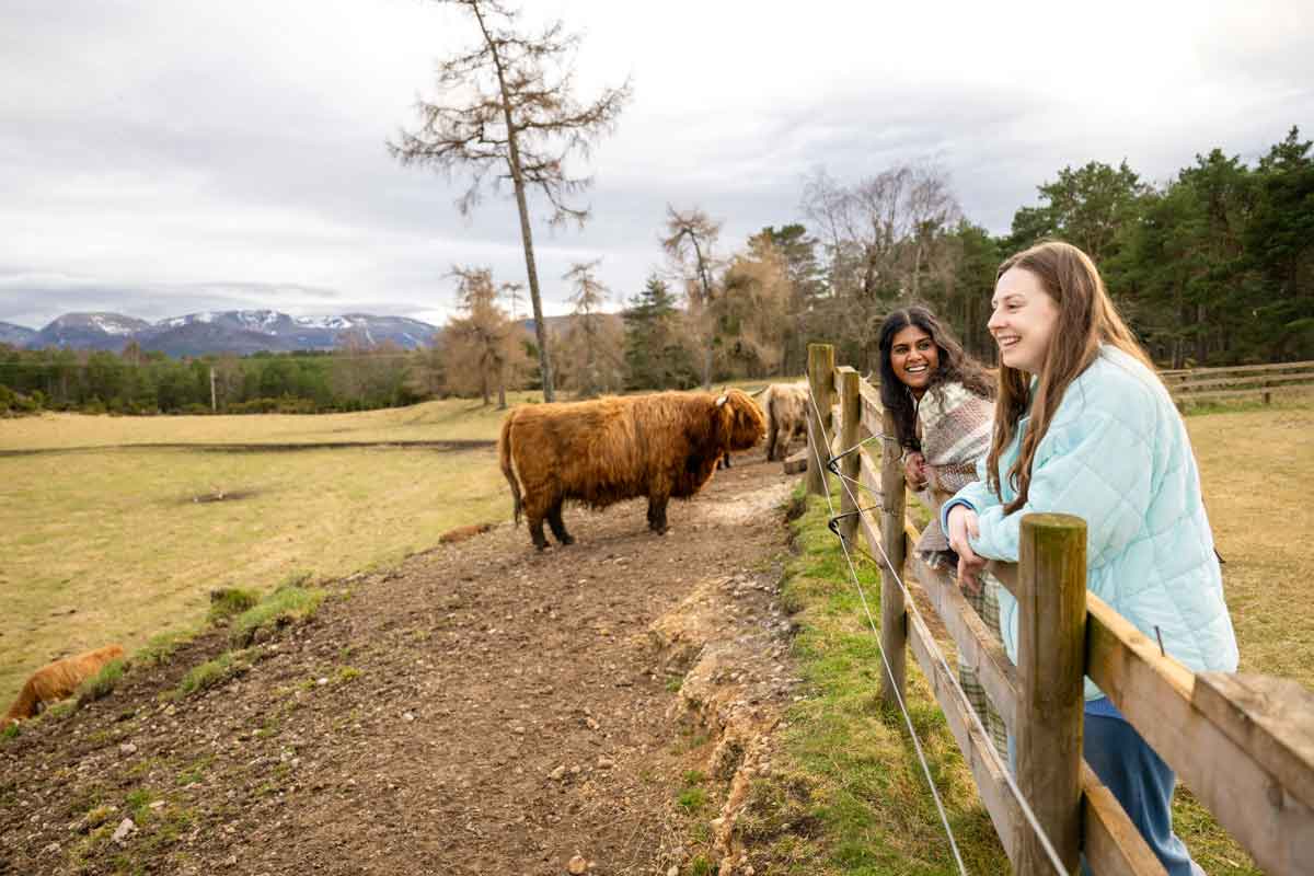 Scotland Cows Travelers