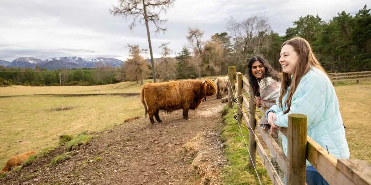 Scotland Cows Travelers