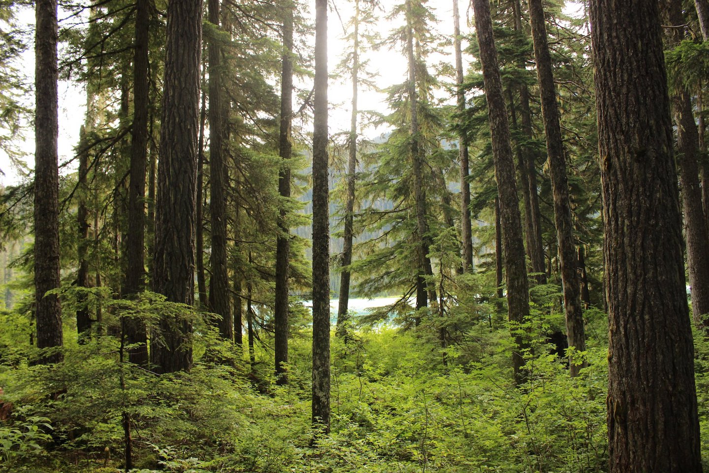 Forest in Joffre Lakes Provincial Park in Vancouver, Canada.