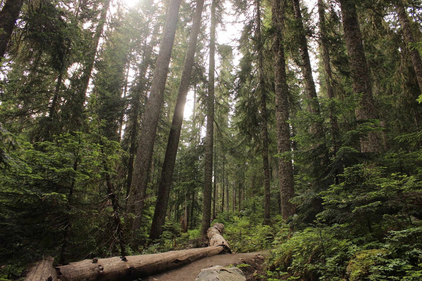 Forest in Joffre Lakes Provincial Park in Vancouver, Canada.