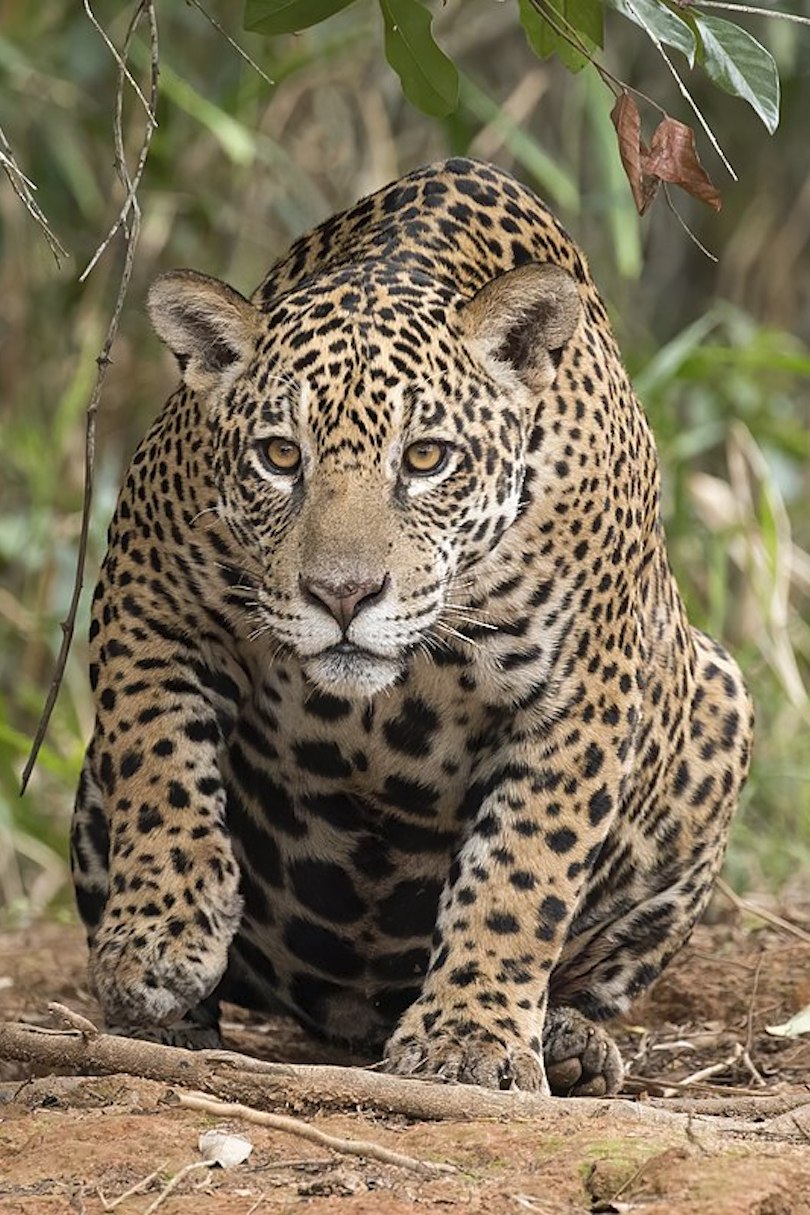 Jaguar in the Pantanal