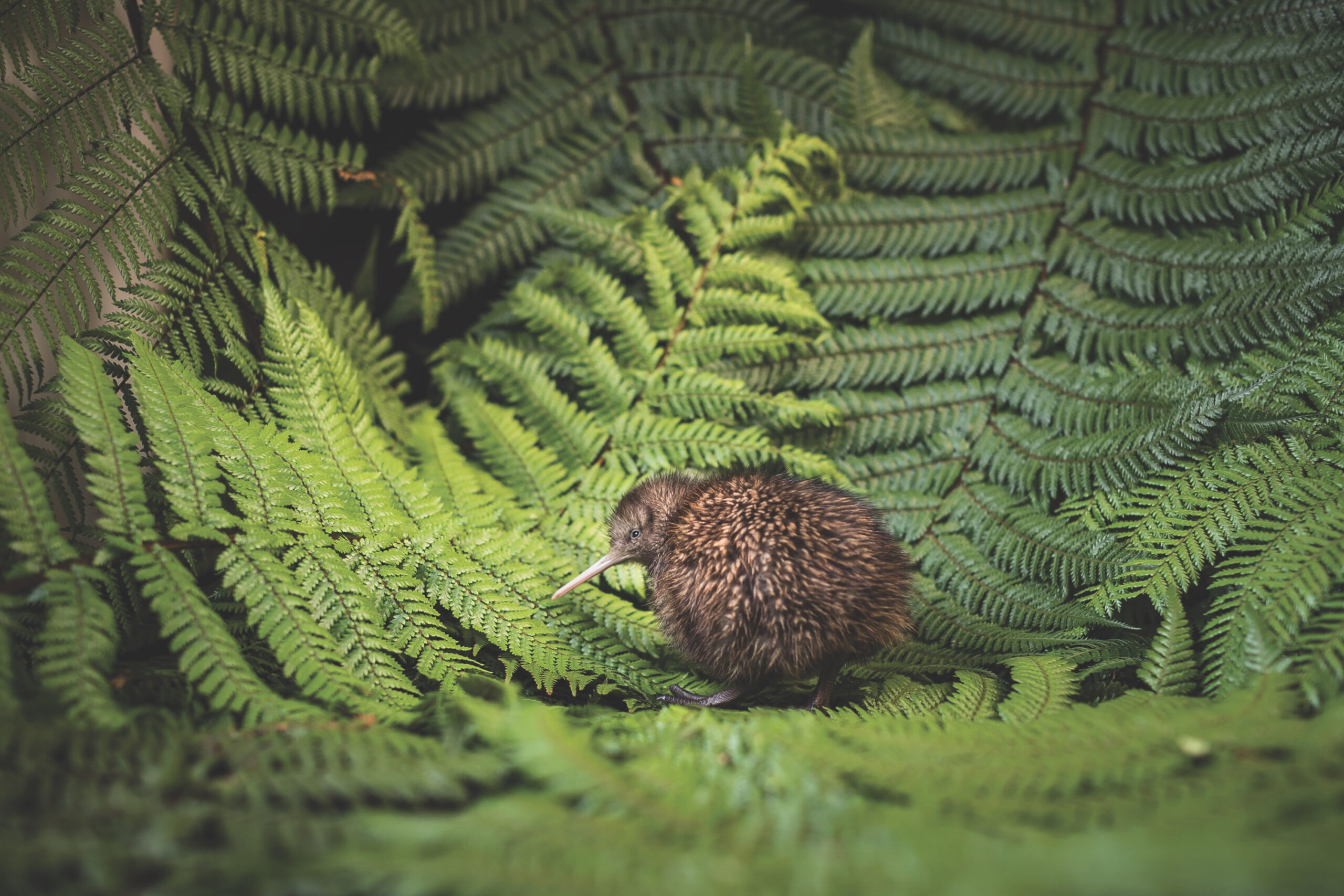 all-hail-the-humble-kiwi-bird-new-zealand-s-national-icon