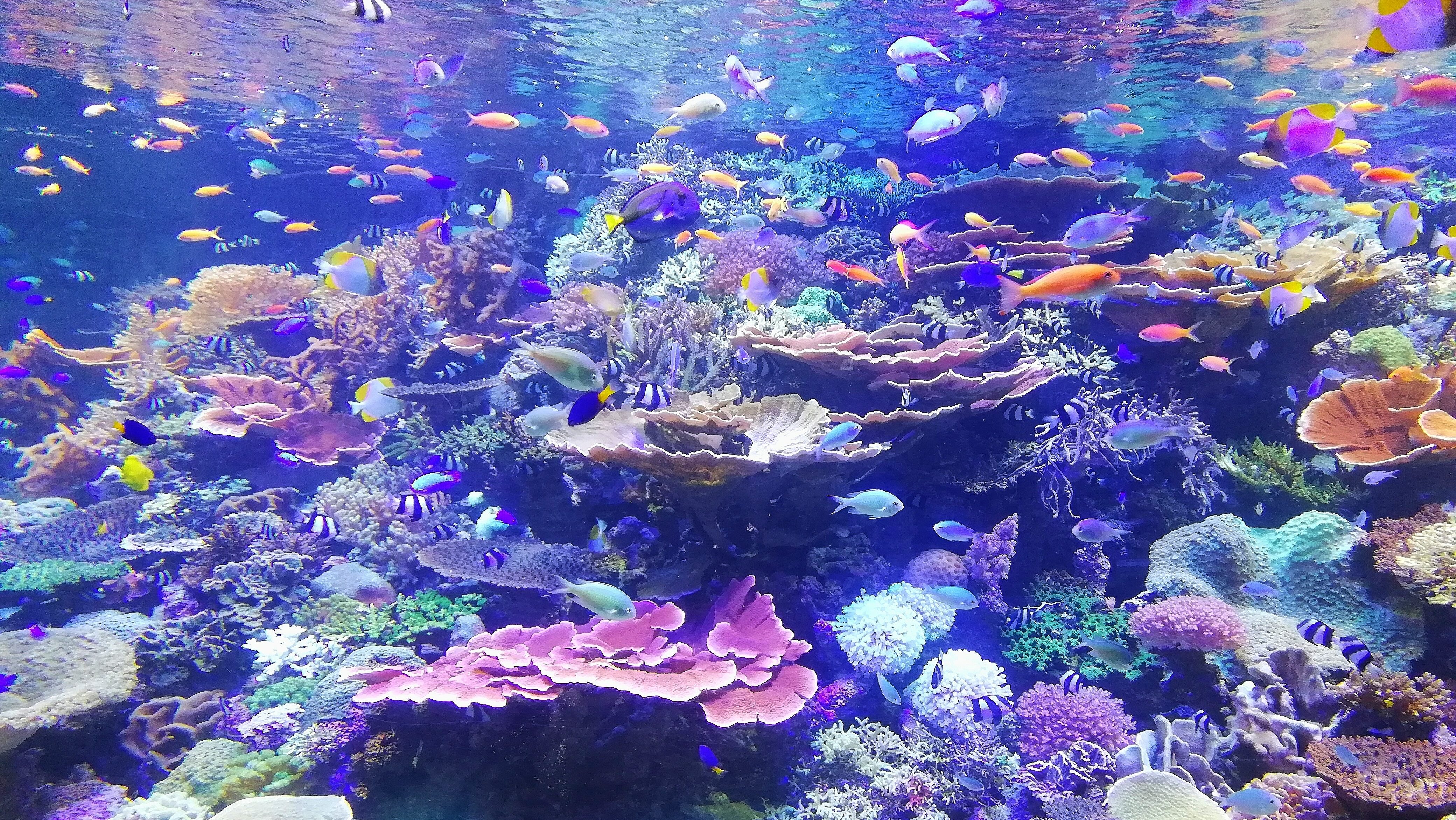 15 Interesting facts about the Great Barrier Reef | six-two