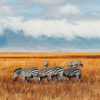 What to pack for an African safari