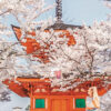 The ultimate guide to the Japanese cherry blossoms