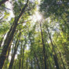 What is Japanese forest bathing and why should you do it?