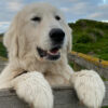 Meet the Maremma Dogs who protect endangered penguins in Australia