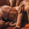 These orphaned baby elephants have been given a second chance and the pictures will melt your heart