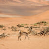 The 7 best places to visit in Namibia